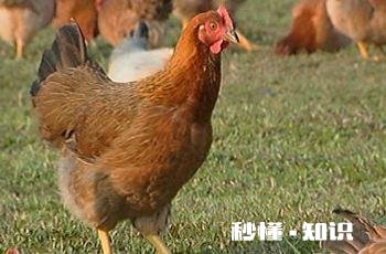 在农村有三百平方米的老房子可以笼养多少只文昌鸡