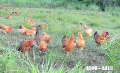 在农村有三百平方米的老房子可以笼养多少只文昌鸡