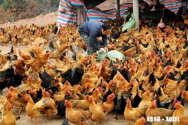 在农村有三百平方米的老房子可以笼养多少只文昌鸡