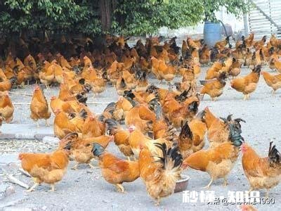 在农村有三百平方米的老房子可以笼养多少只文昌鸡