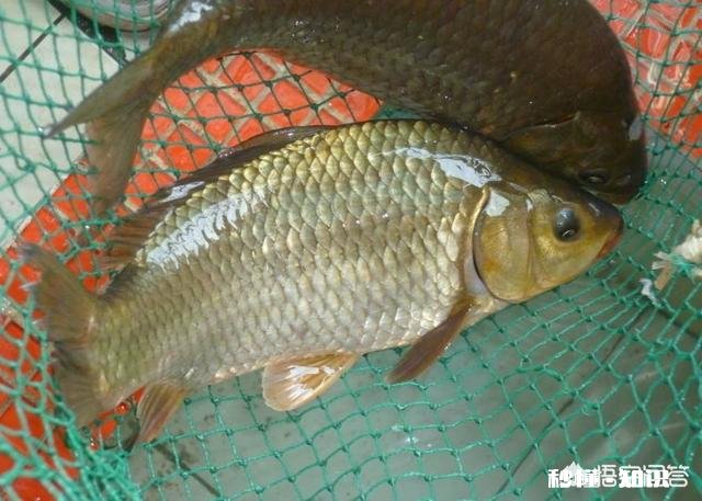 不同水域钓鱼要有不同的调漂方法，钓友们做到位了吗