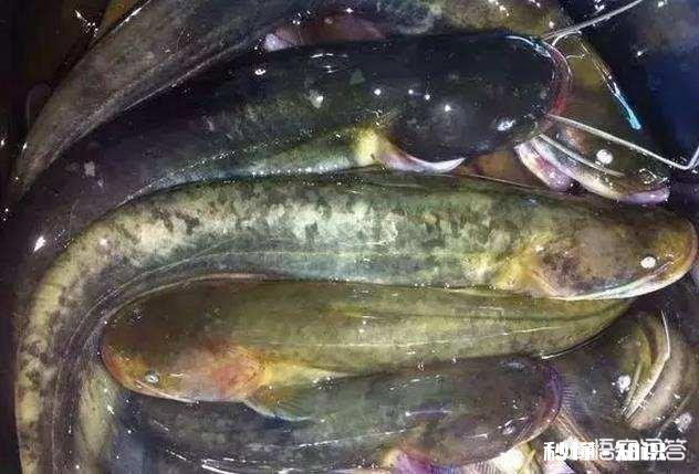 不同水域钓鱼要有不同的调漂方法，钓友们做到位了吗