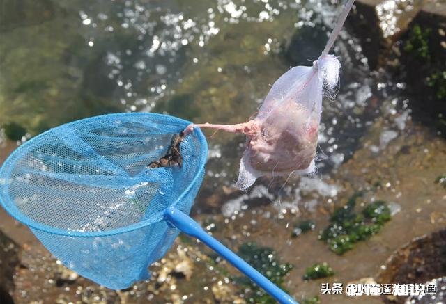 野钓螃蟹用什么饵料