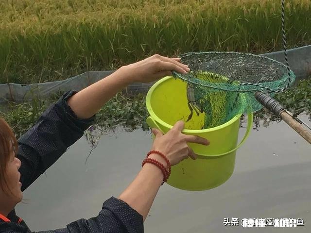 野钓螃蟹用什么饵料