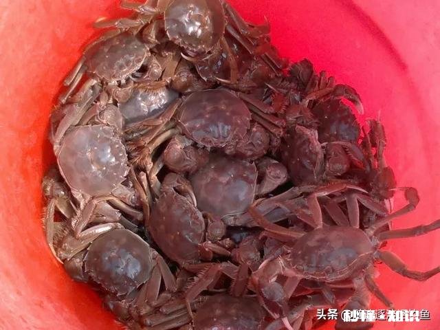 野钓螃蟹用什么饵料