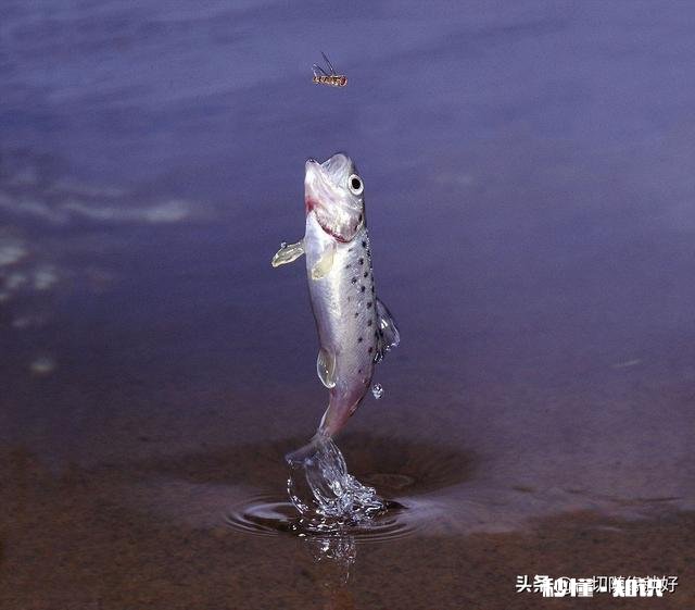 鱼儿奋力跃出水面是为什么