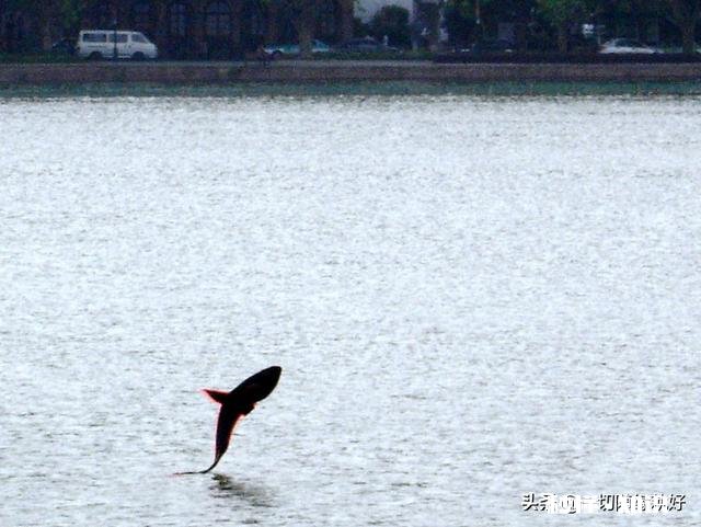 鱼儿奋力跃出水面是为什么