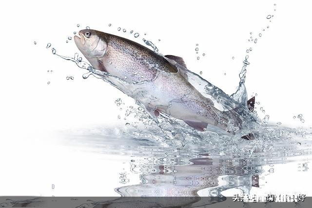 鱼儿奋力跃出水面是为什么