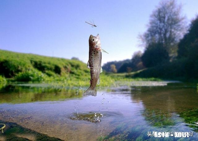 鱼儿奋力跃出水面是为什么