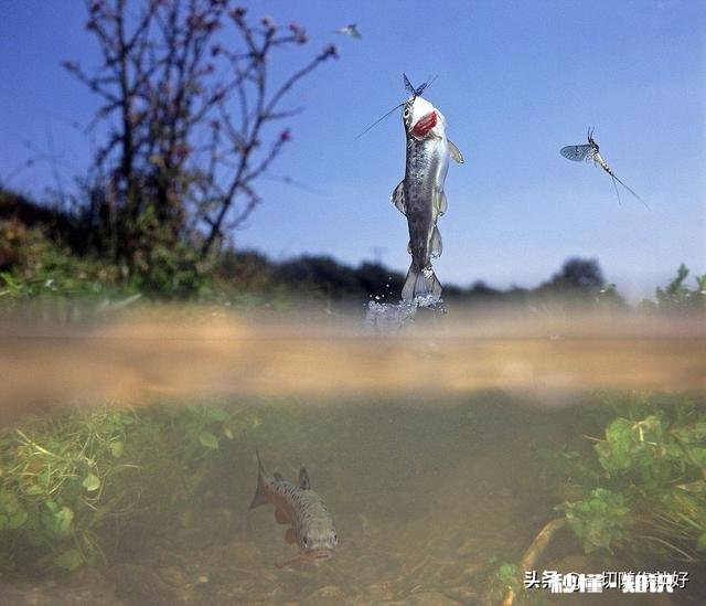 鱼儿奋力跃出水面是为什么