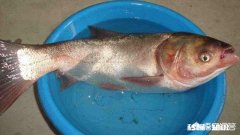 海竿钓花鲢用小鸡饲料怎样