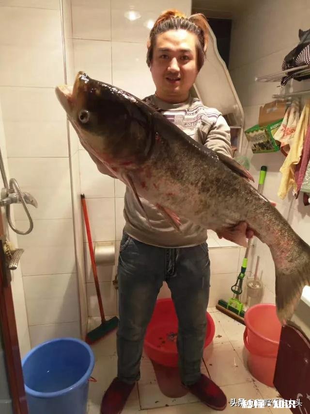 海竿钓花鲢用小鸡饲料怎样