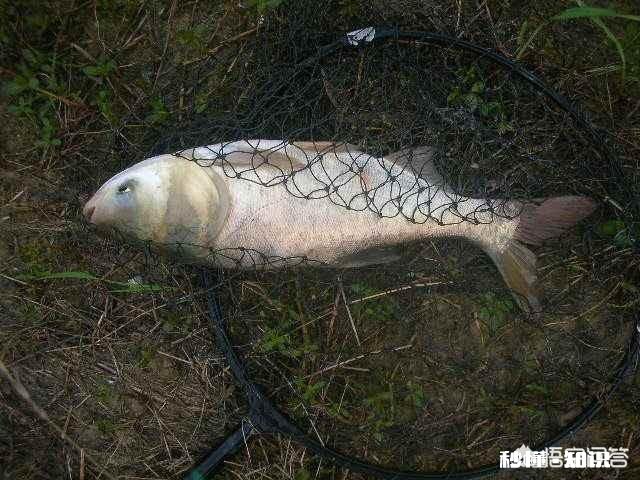 海竿钓花鲢用小鸡饲料怎样