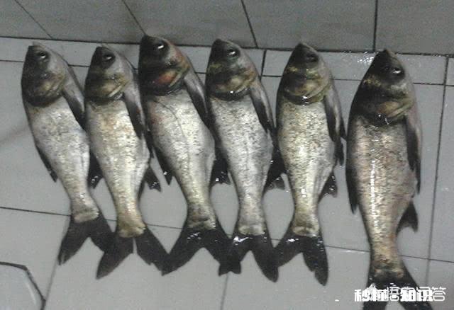 海竿钓花鲢用小鸡饲料怎样