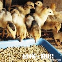 海竿钓花鲢用小鸡饲料怎样