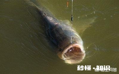 野钓鲢鳙怎么调漂子线多长适合钓浮漂应该怎样选择