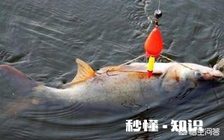 野钓鲢鳙怎么调漂子线多长适合钓浮漂应该怎样选择