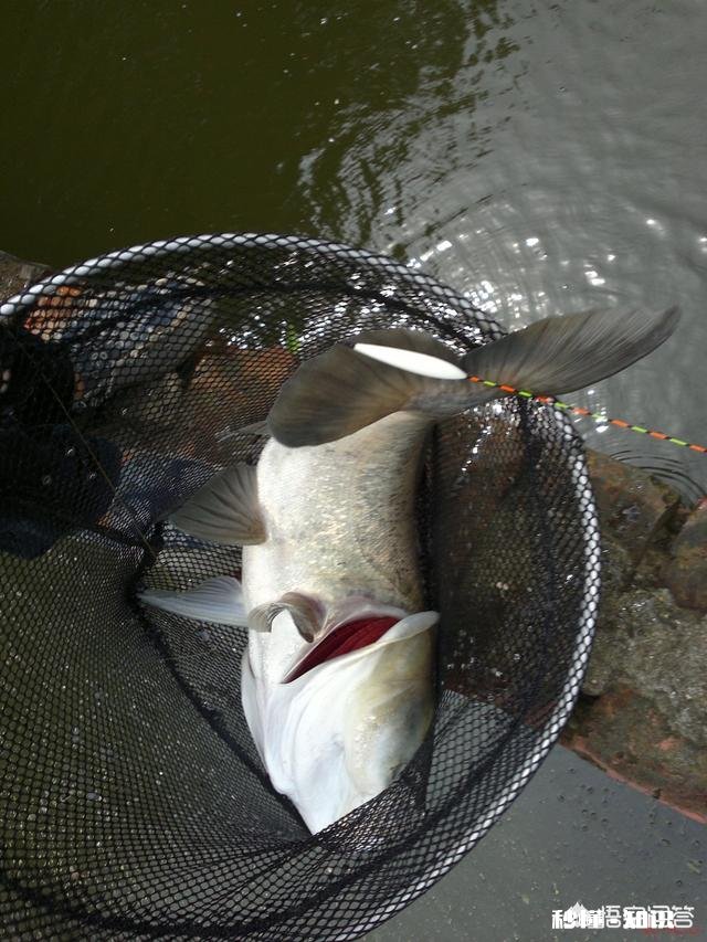 野钓鲢鳙怎么调漂子线多长适合钓浮漂应该怎样选择