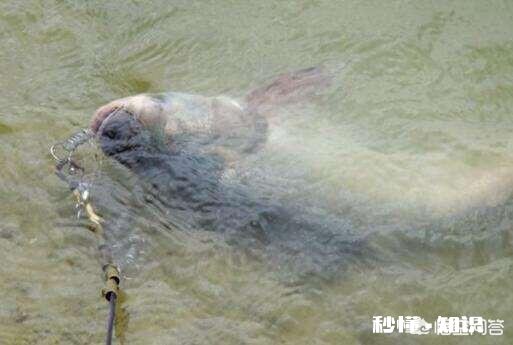 野钓鲢鳙怎么调漂子线多长适合钓浮漂应该怎样选择