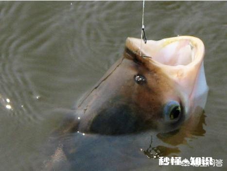 野钓鲢鳙怎么调漂子线多长适合钓浮漂应该怎样选择