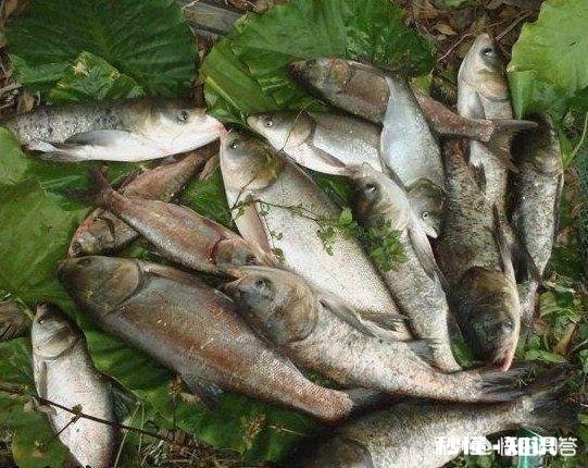 野钓鲢鳙怎么调漂子线多长适合钓浮漂应该怎样选择