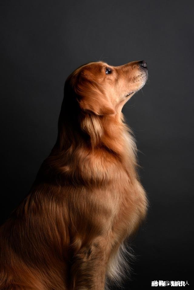 北京为什么禁止饲养大型犬