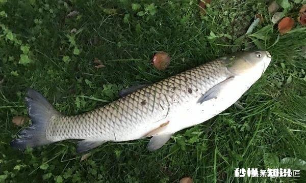 如何用草来钓草鱼