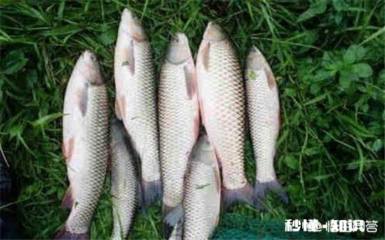 如何用草来钓草鱼
