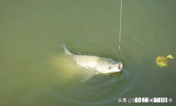 如何用草来钓草鱼