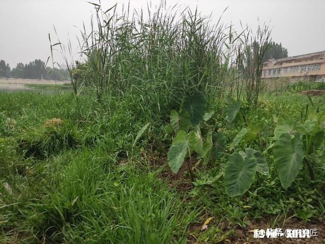 如何用草来钓草鱼