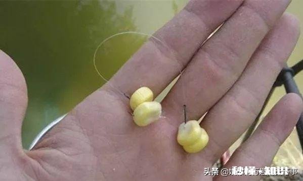 如何用草来钓草鱼