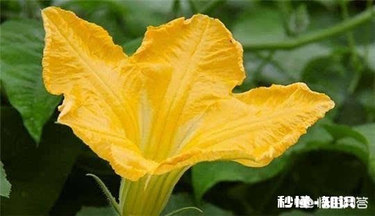 如何用草来钓草鱼