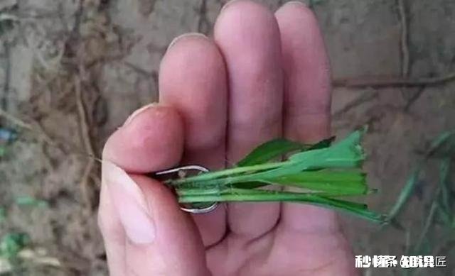 如何用草来钓草鱼