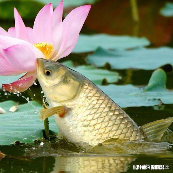 如何用草来钓草鱼