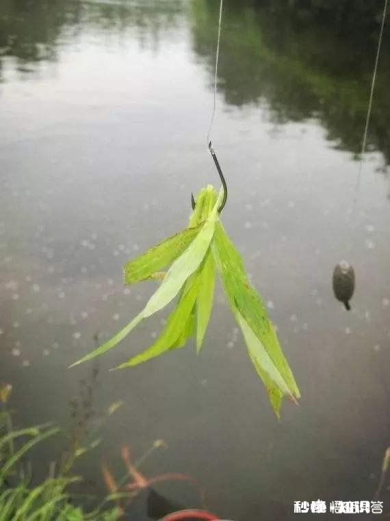 如何用草来钓草鱼