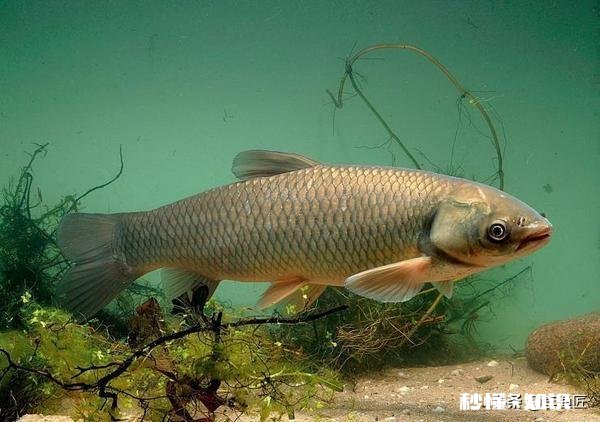 如何用草来钓草鱼