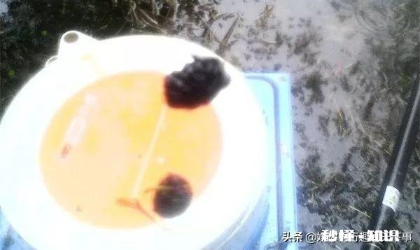 如何用草来钓草鱼