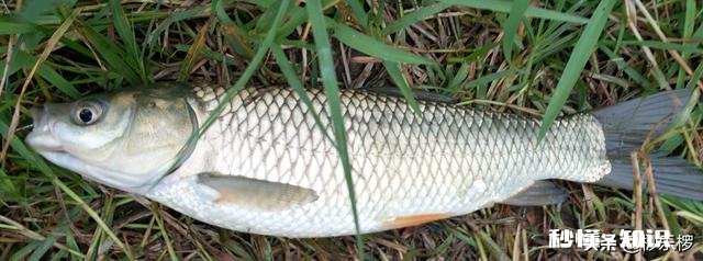 如何用草来钓草鱼