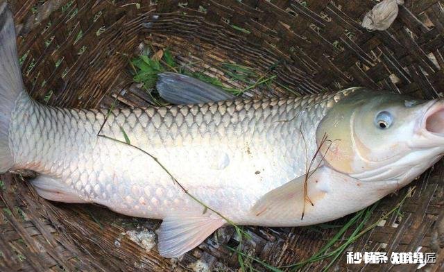 如何用草来钓草鱼