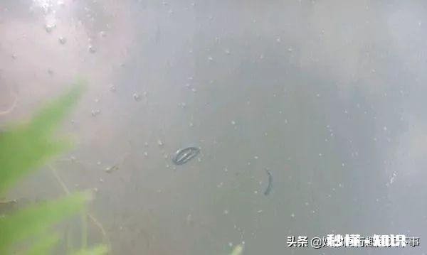 如何用草来钓草鱼