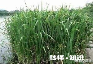 如何用草来钓草鱼