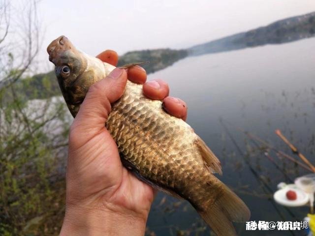 野钓是37调性好还是28调性好，为什么