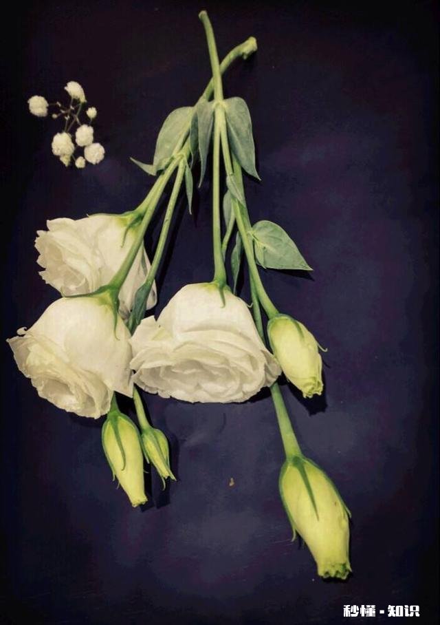 你听过最浪漫的花语是什么