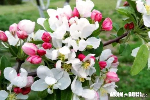 你听过最浪漫的花语是什么