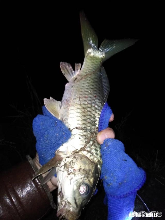 野河夜钓，钓草边还是钓深水