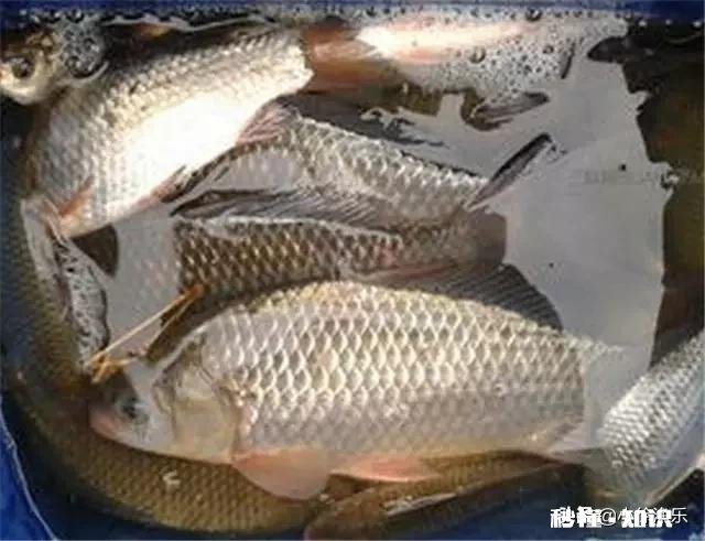 野河夜钓，钓草边还是钓深水