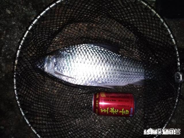 野河夜钓，钓草边还是钓深水