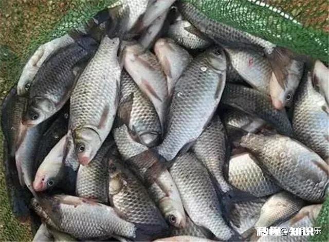 野河夜钓，钓草边还是钓深水