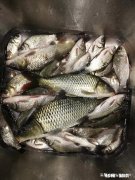 野河夜钓，钓草边还是钓深水