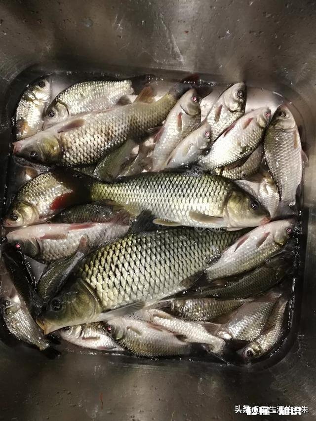 野河夜钓，钓草边还是钓深水